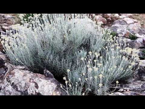 Moje izgubljeno blago - Tedi Spalato