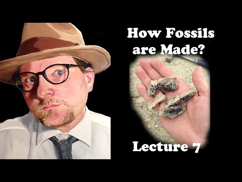 Lecture 7 How fossils are made?