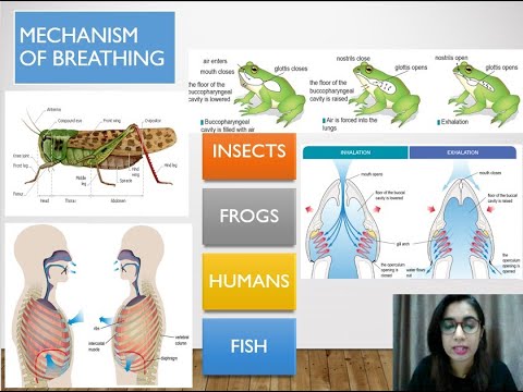 BIOLOGY KSSM FORM 4: 8.2. MECHANISMS OF BREATHING