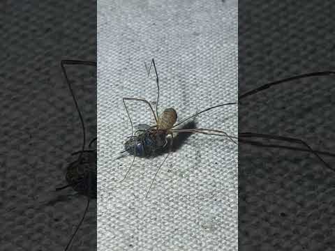 daddy longlegs or harvest spider dinner!