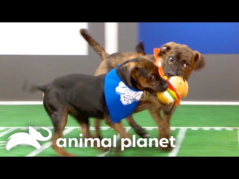 Puppy Bowl