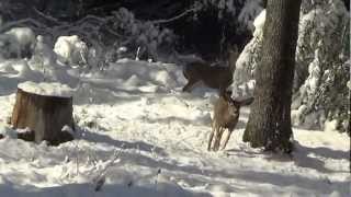 preview picture of video 'Twin Deer Playing in Snow'