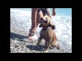 The postman, dogs and the sea. Kemer, near the ...