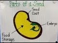 Seed Parts and Functions -Kindergarten,Preschoolers