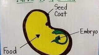 seed plant Facts For Kids | DIY.org