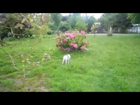 download lagu mp3 mp4 Barzoi France, download lagu Barzoi France gratis, unduh video klip Barzoi France