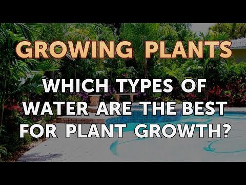 How to Nurse a Dying Ivy Plant Back to Life