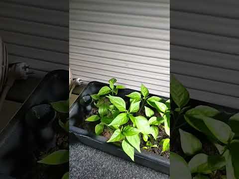 Hyvin kyl kasvaa 👍🏻