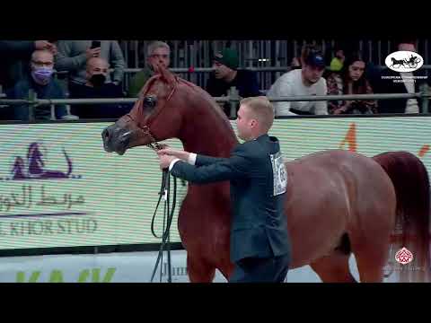 N 66 ERANTIS   European Championship 2021   VERONA   Stallions 4 6 Years Old Class 13