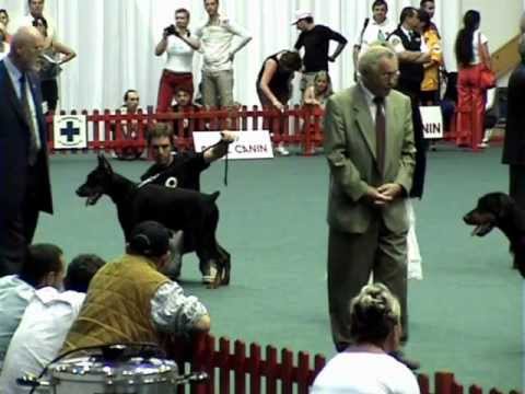 dobermann PATHOS DELLE QUERCE NERE IDC HUNGARY JUGENDSIEGER 2005