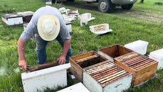 Boxing Beehive Nucs.