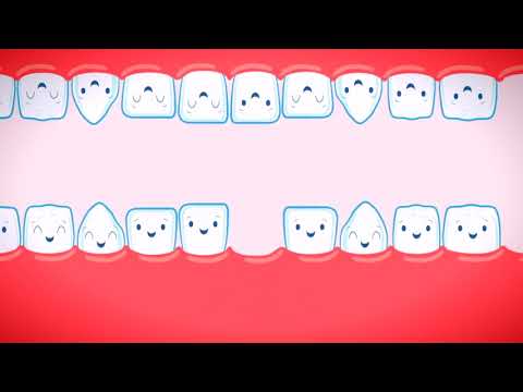 Il Calendario di denti da latte e denti permanenti