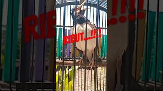 Download lagu [asmr] Dengarkan 10 Detik Pancingan Jalak Suren Gacor Untuk Jalak Suren Macet #jalaksurengacor #fyp mp3