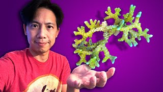 3 SPS Coral Tips * I wish I knew last year 🤓