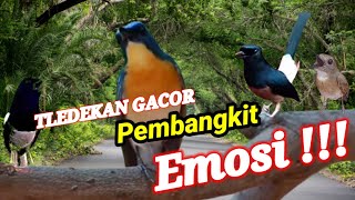 Download lagu Masteran Tledekan Gunung Gacor Juara! Pembangkit Emosi Kacer Gacor Buka Ekor❗Tledekan Gacor ‼️ mp3