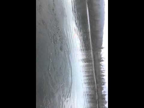 Pustena mladica na   Drini - Goran Vasiljevic