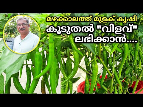 Mazhakala Mulaku Krishi Malayalam |How to grow Chillies in Pots| Pachamulaku Jaiva Krishi Reethikal
