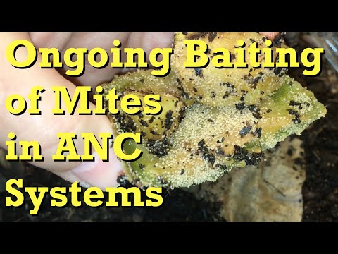 Worm bin mite infestation saga's 5th day of baiting - vermicomposting