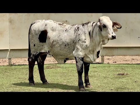 Blue Baby Doll J J Cattle Co