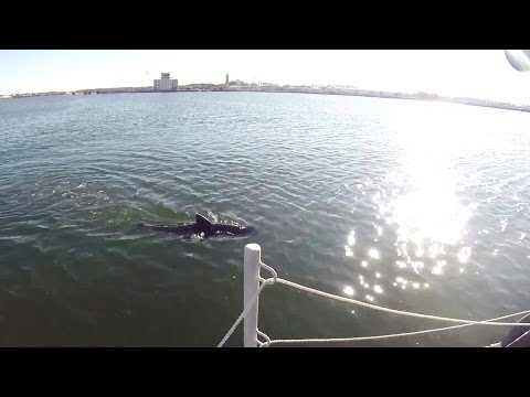 US Navy - Unmanned Biomimetic Spy Fish Project Silent NEMO Testing [1080p]