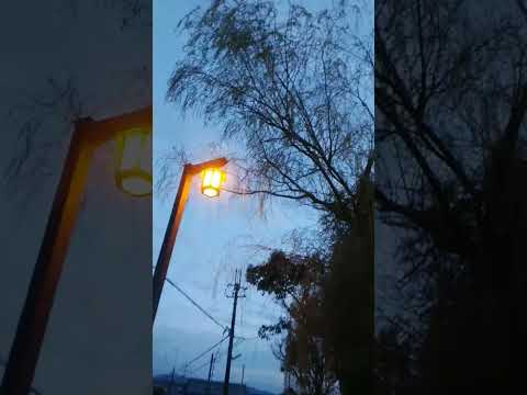 園芸 シダレヤナギ マルソー