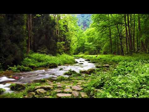 Orman Sesi  1 Saat / Relaxing Music (forest)
