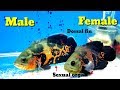 6 Way To Identify Male Or Female Oscar Fish