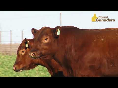 Oferta general del 9° remate anual de Cabaña El Señuelo