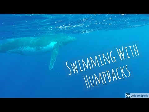 Seaflute - Swimming with Humpback Whales in Niue