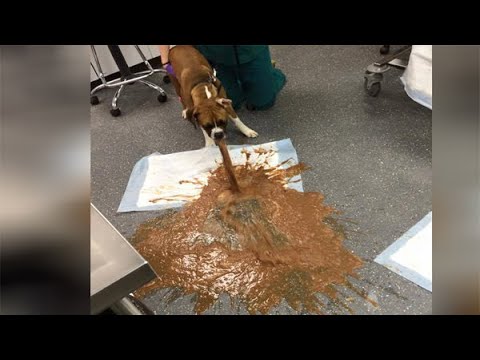 Dog eats chocolate, projectile vomits in gross image; Toblerone changed its chocolate - Compilation