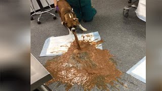 Dog eats chocolate, projectile vomits in gross image; Toblerone changed its chocolate - Compilation