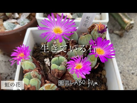 生きている石、リトープス 植物