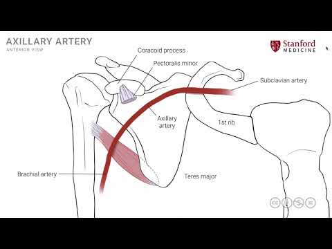 Anatomy of the Upper Limb: Axillary Artery