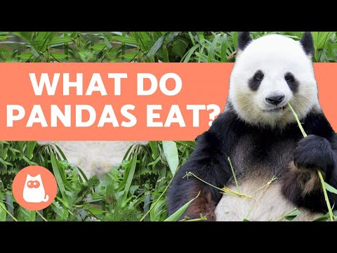 image-Do pandas eat fish?