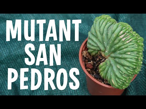 Monstrose San Pedros and relatives