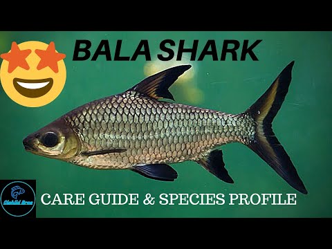Žralok bala (Balantiocheilos melanopterus) — kompletný sprievodca chovom a starostlivosťou (care guide)