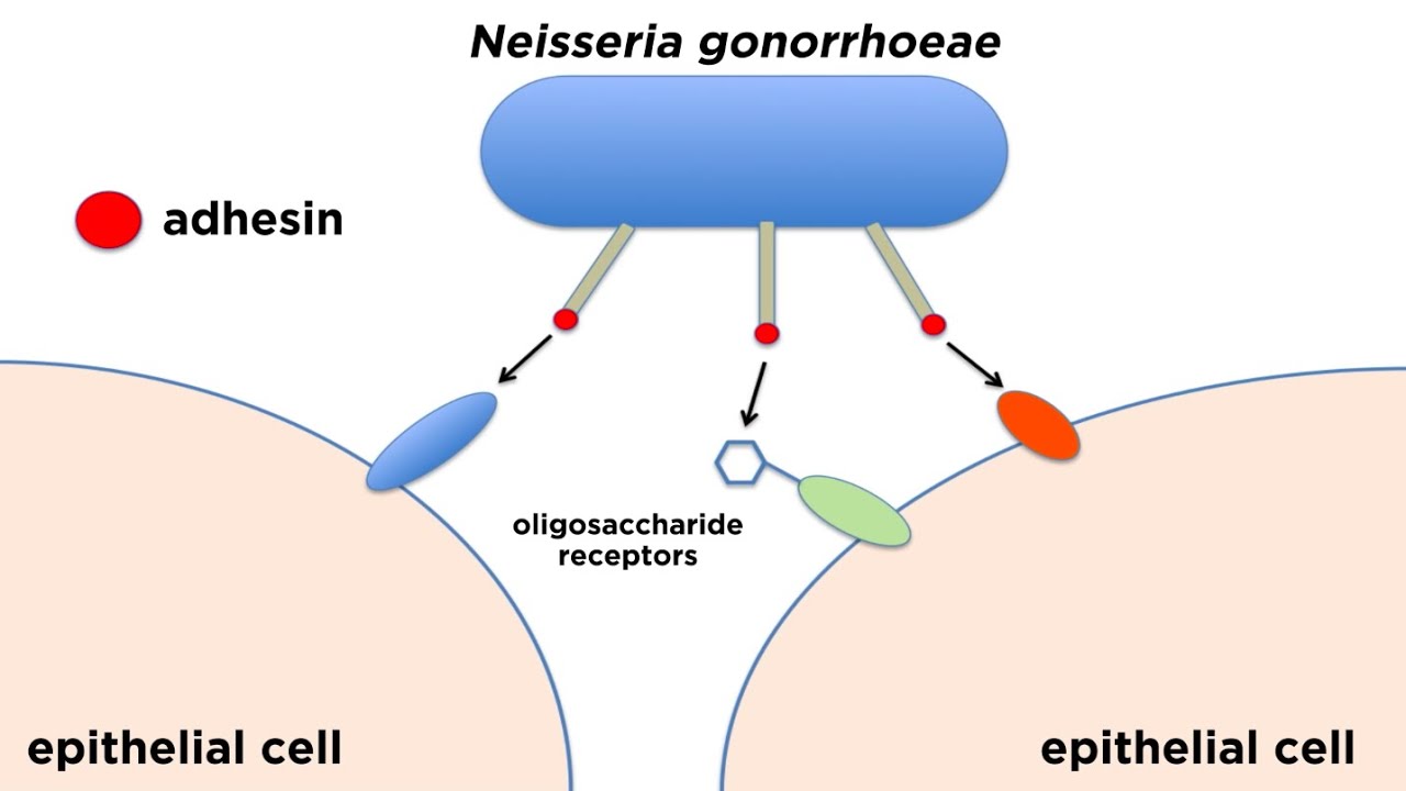 Bacterial Pathogenesis: How Bacteria Cause Damage