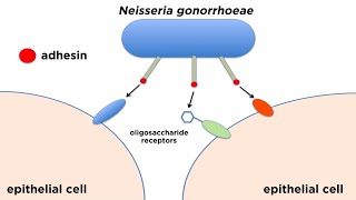 Bacterial Pathogenesis: How Bacteria Cause Damage