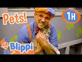 Blippi Takes Care Of Cute Animals In The Shelter 1 HOUR BEST OF BLIPPI Blippi Toys