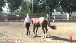 preview picture of video 'Hunter In Hand-Appaloosa yearling'