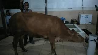 Download lagu Cara MANUAL merebahkan sapi di RPH rumah potong hewan (Mantri Lasak) mp3