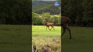 Download lagu RUSA GAGAH TIDAK MENYADARI SEDANG DI INTAI MACAN TUTUL ! #animals #shorts mp3 Download lagu RUSA GAGAH TIDAK MENYADARI SEDANG DI INTAI MACAN TUTUL ! #animals #shorts mp3