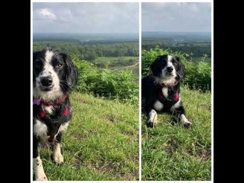 Luna-tic Pooches video.