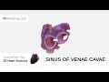 Sinus of venae cavae