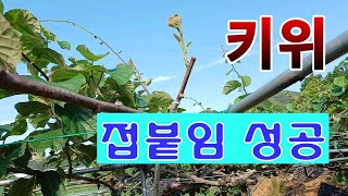 [텃밭농부. 1,122]  키위 숫나무에 암나무를 접붙인 결과 성공 #키위재배 #키위접붙임
