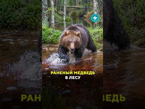 Охотники ранили медведя: он все еще в лесу #шок #новости