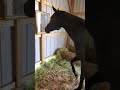 horse discovers mirror for the first time