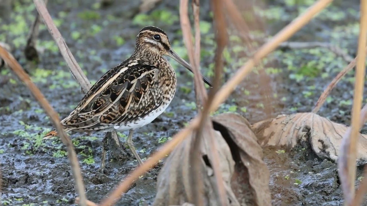 ゴン太のバードウォッチング　ドキドキのタシギ