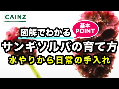 ヤン・スタンピオエンについて詳しく解説