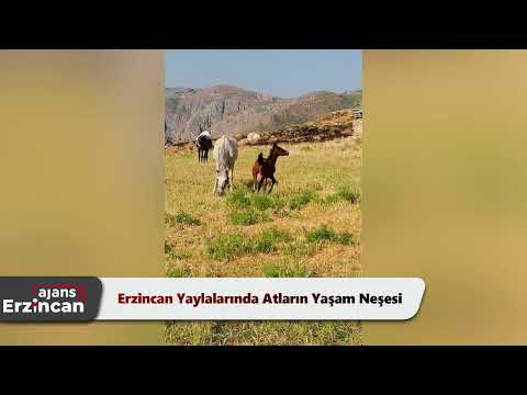 Erzincan Yaylalarında Atların Yaşam Neşesi